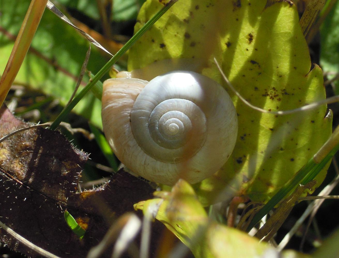 Helix sobara Mabille,1881